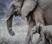 Elephants  Cape Town Safari