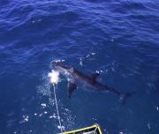 Great White Shark from boat