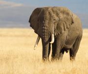 Elephant Walking in The African Bush 