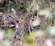 Leopard Hunting 