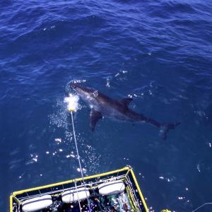 Great White Shark from boat
