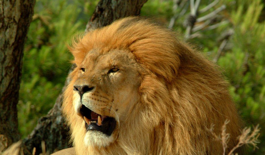 Kruger park safari experience 
