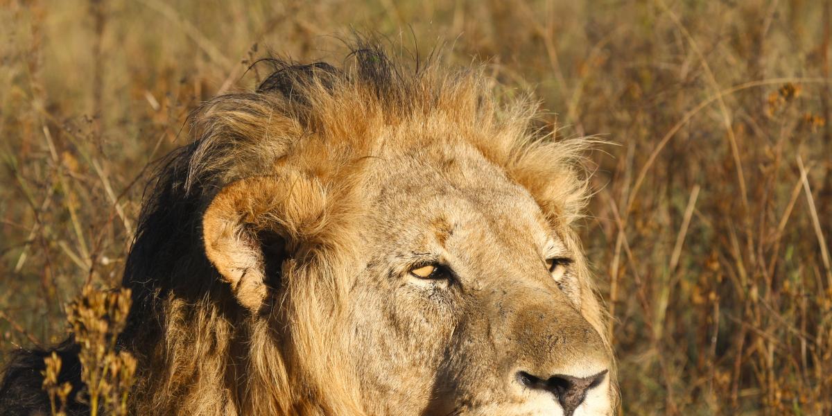 lion park half day