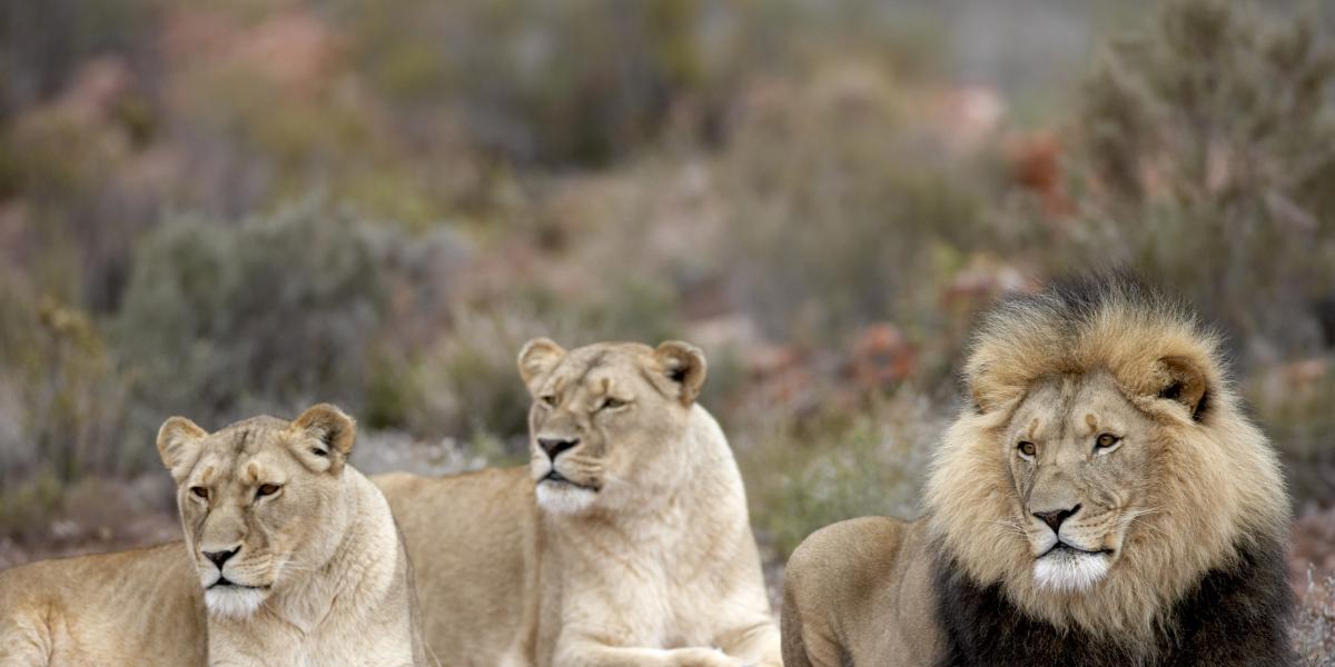 safari day tour