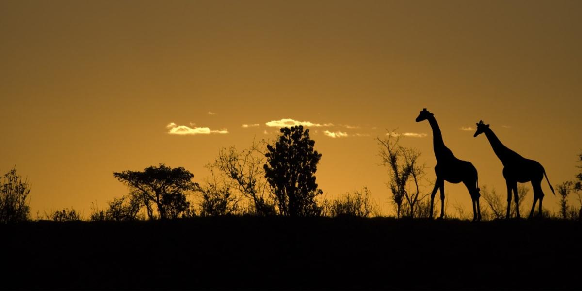 private game drive extended tour 