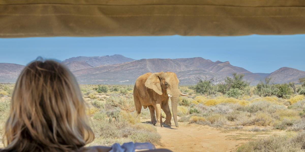 Cape Town two days Safari