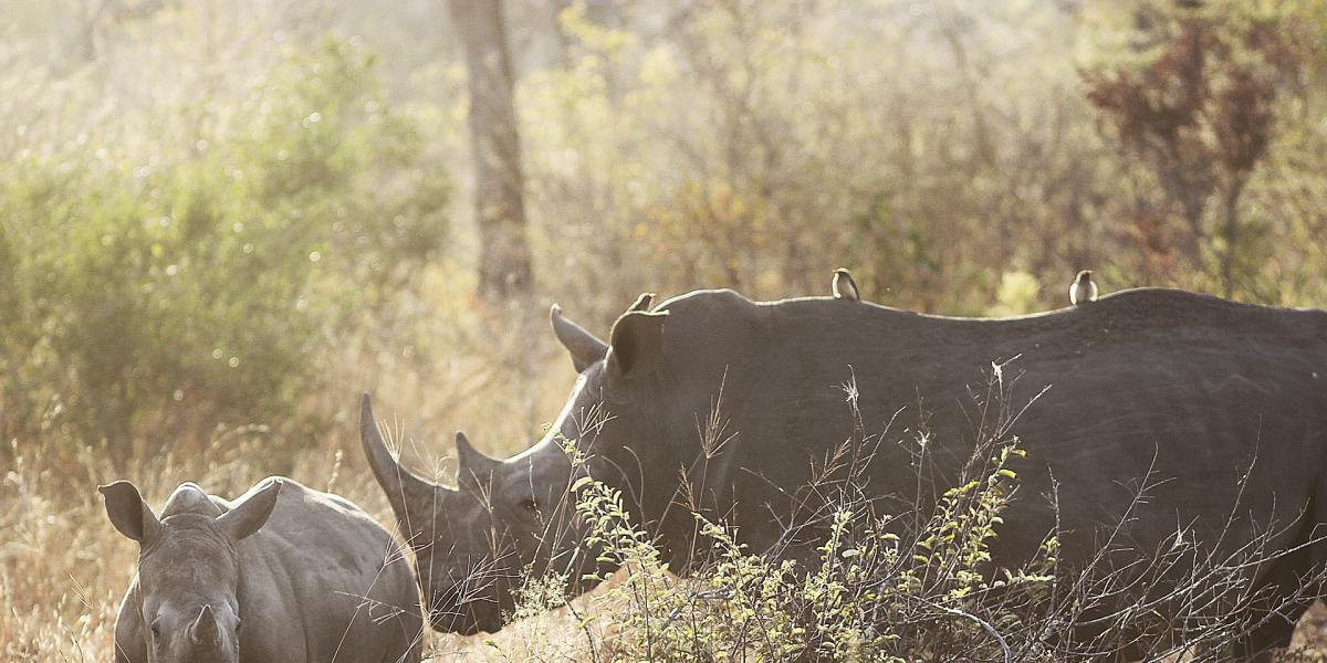 Tsitsikama tours