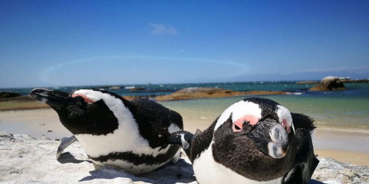 cape town package peninsula