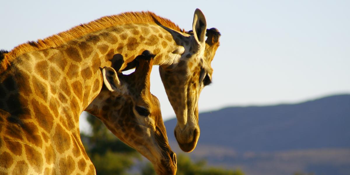 cape town package safari