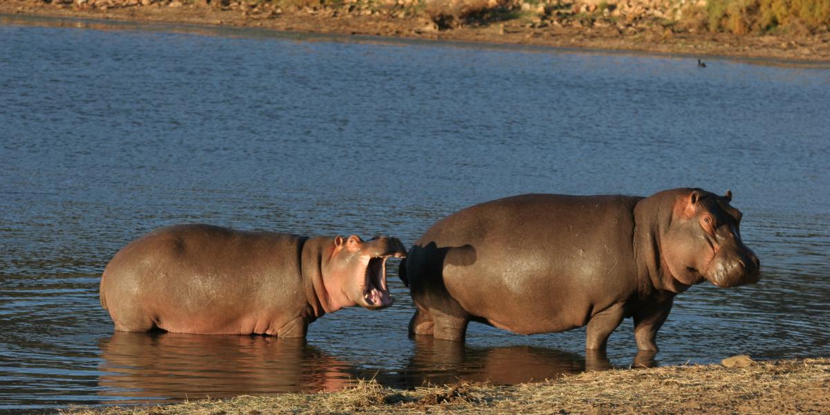 Self drive Safari Cape Town 