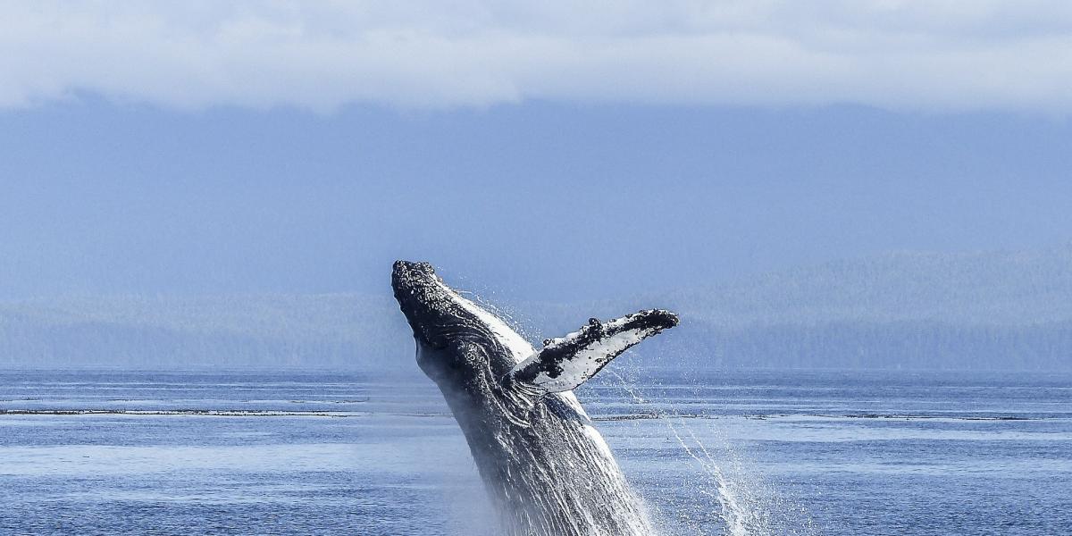 Whale watching in Hermanus 