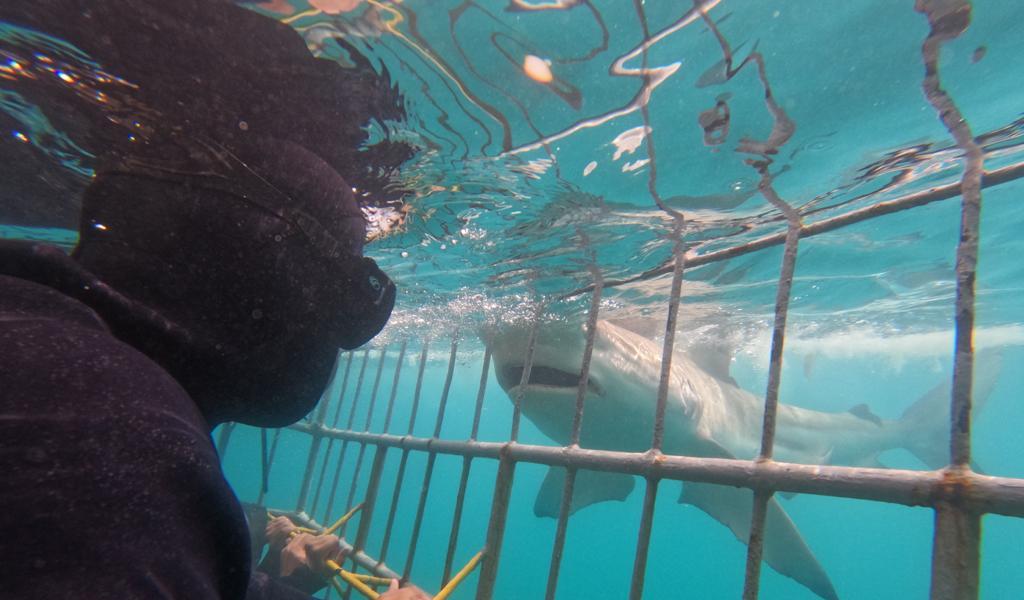 shark cage diving 