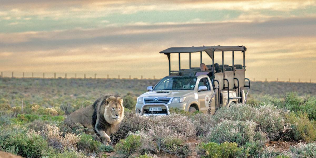 Luxury safari cape town 