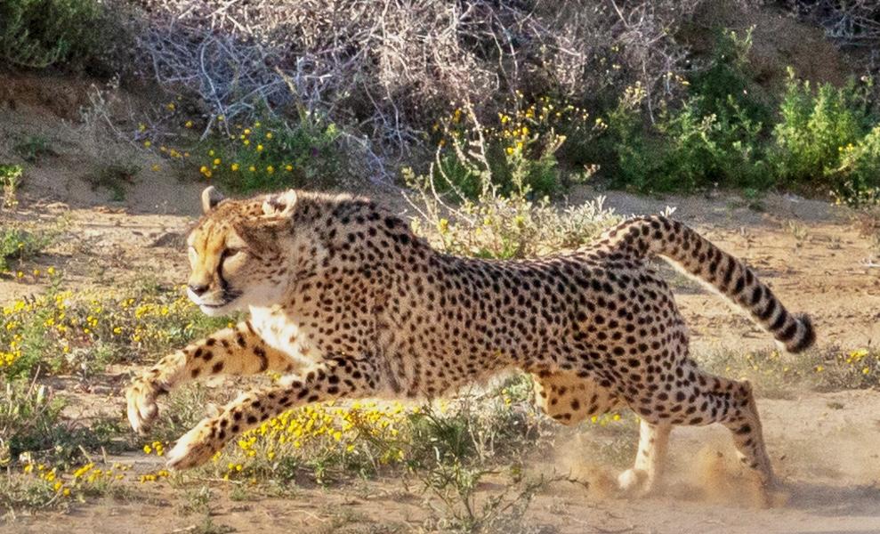 safari cape town 