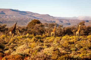 Cape Town two days Safari