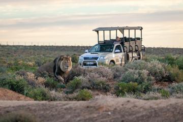 Luxury safari cape town 