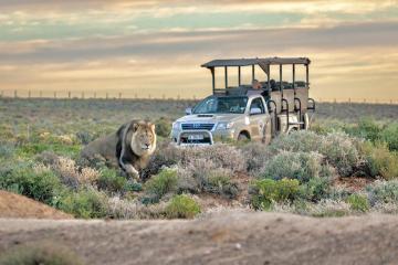 Luxury safari cape town 