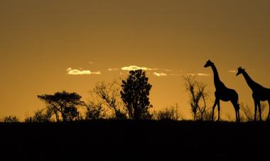 private game drive extended tour 