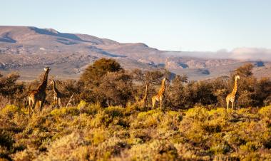 Cape Town two days Safari